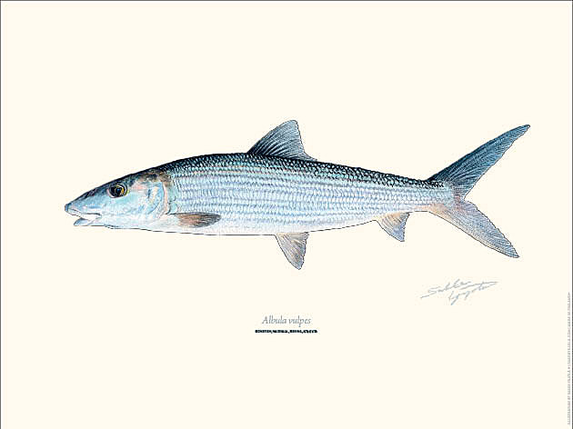 Sakke Yrjölä 30x40cm -juliste Bonefish - Trycksaker - 6430048501094 - 1