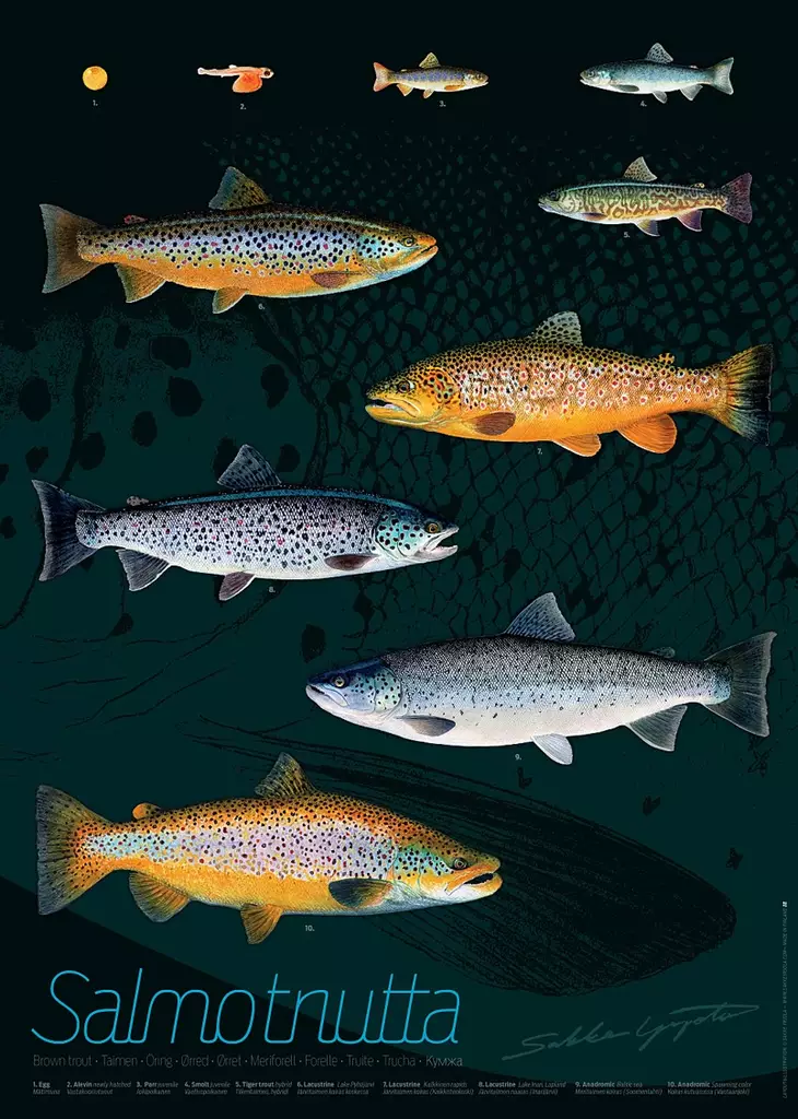 Sakke Yrjölä Juliste 50x70cm Taimen - Trycksaker - 6430048500684 - 1