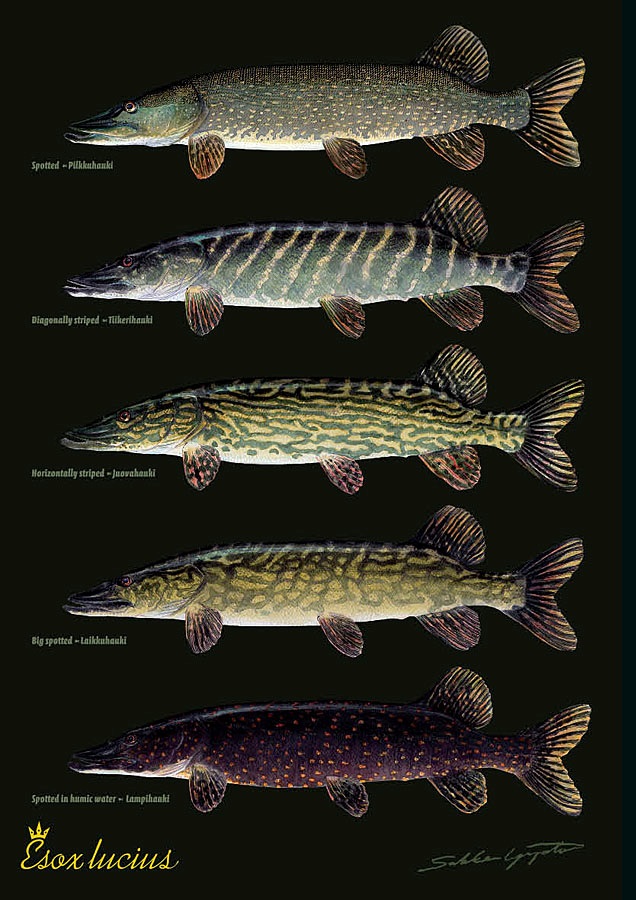 Sakke Yrjölä Hauen variaatiot A4 -kortti - Trycksaker - 6430048500394 - 1