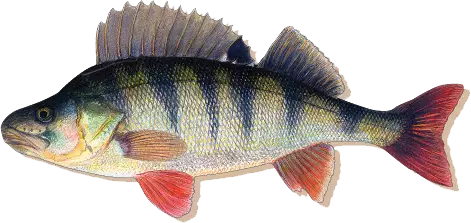 Sakke Yrjölä Kalamagneetti - Övrigt - 456006062024 - 16