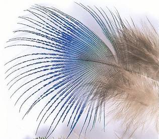 Peacock Blue Neck Hackle - Övriga fjädrar - 5056304603886 - 1