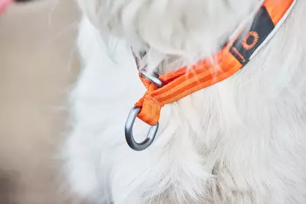 Non-stop Dogwear Cruise Collar Orange - Hundhalsband - 7071652015035 - 2