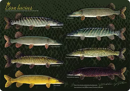 Sakke Yrjölä Haukitabletti - Hauenvariaa - Trycksaker - 6430048500615 - 2