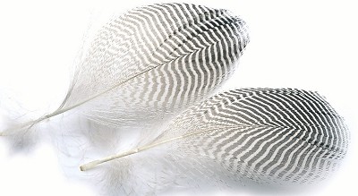 Veniard Teal Flank Feathers - Övriga fjädrar - 5056304604692 - 1