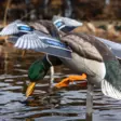 Avian-X Powerflight Mallard - Lockande bilder / -diagram - 082271001795 - 9
