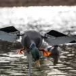 Avian-X Powerflight Mallard - Lockande bilder / -diagram - 082271001795 - 7