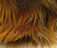 Hareline Golden Pheasant Body Feathers - Övriga fjädrar - 404503000055 - 2