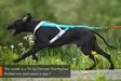 Non-stop Dogwear Freemotion Harness 5.1 - Hundselar - 7071652111515 - 6