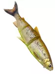 Savage Gear 3D LT Whitefish 22cm/107g - Gummibeterna för gädda - 173026925 - 3