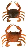 Savage Gear Manic Crab 5cm 4kpl - Krabbjiggar och insektsimitationer - 570630155 - 1