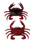 Savage Gear Manic Crab 5cm 4kpl - Krabbjiggar och insektsimitationer - 570630155 - 4