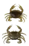 Savage Gear Manic Crab 5cm 4kpl - Krabbjiggar och insektsimitationer - 570630155 - 3