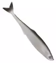 Sewro Custom Bait - Bleak 16cm - Gäddfiskar under 100g - 3005202115 - 6