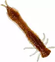 Westin Odonata Ned Creature 6,5cm 2g - Dropshot-jiggar - 173005 - 1