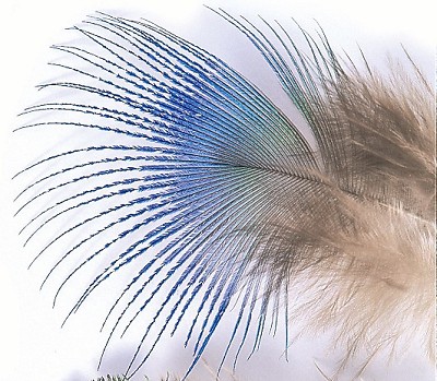 Peacock Blue Neck Hackle - Övriga fjädrar - 5056304603886 - 1