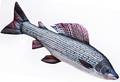 Gaby Grayling 65cm - Mjukfiskar - 5905279175426 - 1