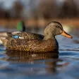 Avian-X Topflight Fusion Mallards 6pcs - Lockande bilder / -diagram - 810280080766 - 9