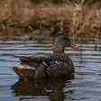 Avian-X Topflight Fusion Mallards 6pcs - Lockande bilder / -diagram - 810280080766 - 12