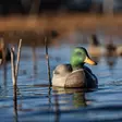 Avian-X Topflight Fusion Mallards 6pcs - Lockande bilder / -diagram - 810280080766 - 11