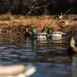 Avian-X Topflight Fusion Mallards 6pcs - Lockande bilder / -diagram - 810280080766 - 10