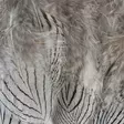 Silver Pheasant Body Feathers - Skinn, vingar och huvud - 40400200516 - 6