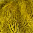 Silver Pheasant Body Feathers - Skinn, vingar och huvud - 40400200516 - 5