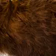 Hareline Wooly Bugger Marabou - Övriga fjädrar - 40450300026 - 13