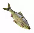 Savage Gear 3D Line Thru Roach 25cm Slow Sink - Gummibeterna för gädda - 04072023126 - 2