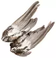 Veniard Grouse Wings - Skinn, vingar och huvud - 5056304601615 - 2