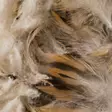 Hen Mallard Breast Feathers - Klassiska fjädrar - 5056304602544 - 4