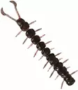 Westin Centipede Creaturebait 9,5cm 4g - Dropshot-jiggar - 173006 - 5