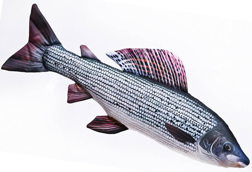 Gaby Grayling 65cm - Mjukfiskar - 5905279175426 - 1