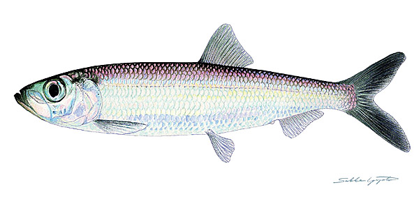 Sakke Yrjölä Juliste 50x23cm Silakka - Trycksaker - 6430048501346 - 1