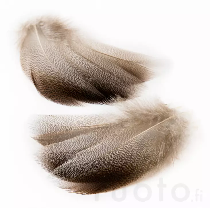 Veniard Mallard Bronze Shoulder - Klassiska fjädrar - 5056304602506 - 2