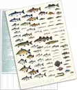 Sakke Yrjölä A4 card poster Fish of Finland (white background) - Trycksaker - 6430048500387 - 2