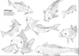 Finlands Fiskar - Målarbok II Fish Coloring Book - Trycksaker - 6430048501537 - 3