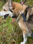 Swedteam Dog Leash - Deer Drag 4 m - Hundkoppel - 7330144050207 - 2