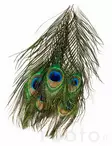 Veniard Peacock Eye Tops - Övriga fjädrar - 053526042017 - 2