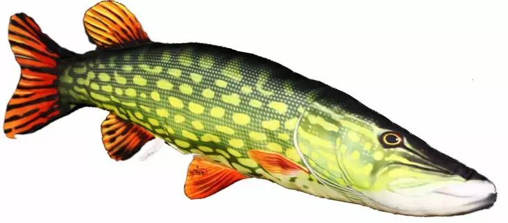 Gaby Hauki Pehmokala - Mjukfiskar - 5905279175037 - 1