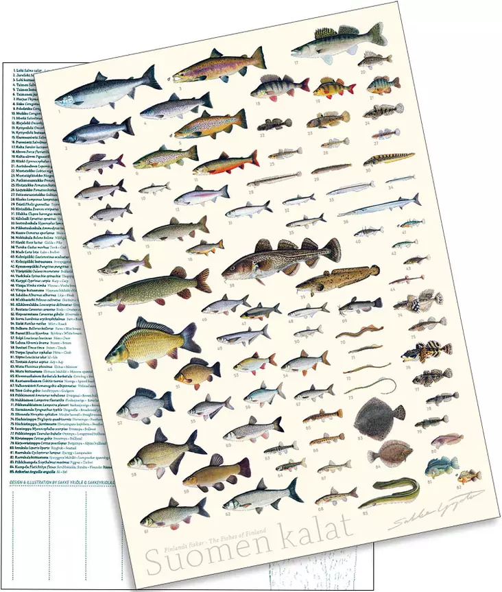 Sakke Yrjölä A4 card poster Fish of Finland (white background) - Trycksaker - 6430048500387 - 2