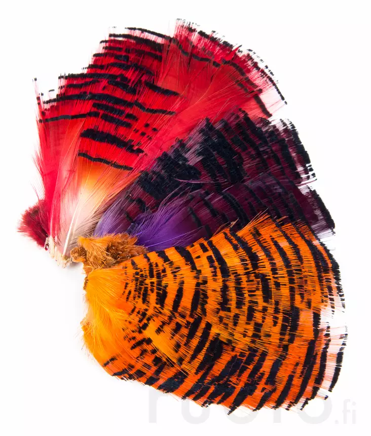 Veniard Golden Pheasant Half Collar - Klassiska fjädrar - 40450200067 - 1