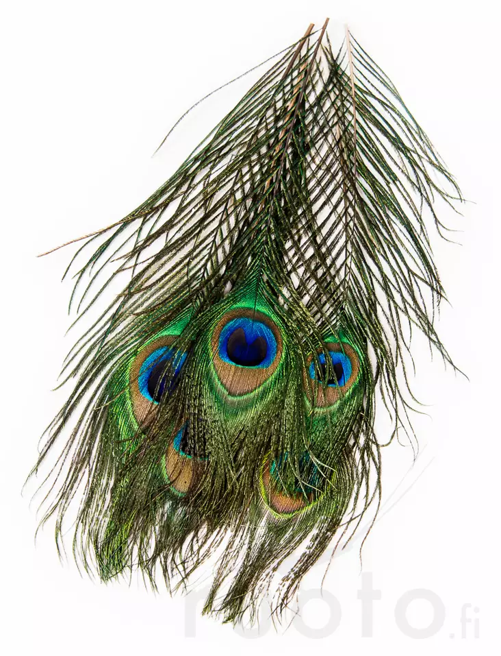 Veniard Peacock Eye Tops - Övriga fjädrar - 053526042017 - 2