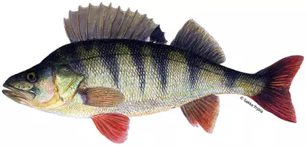 Sakke Yrjölä 50x23cm -juliste Ahven - Trycksaker - 6430048500318 - 1