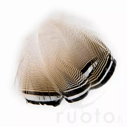 Wapsi Wood Duck Black and White Flank Feathers - Klassiska fjädrar - 053526035018 - 3