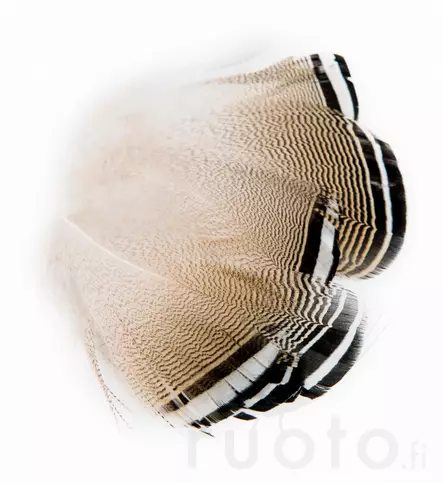 Wapsi Wood Duck Black and White Flank Feathers - Klassiska fjädrar - 053526035018 - 2