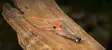 Ahrex SA250 Shrimp SW - Saltvattenkrokar - 6550439553458 - 3
