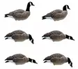 Final Approach Last Pass Lesser Canada Goose Full Body 6pcs - Lockande bilder / -diagram - 728614284288 - 1