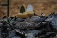 MOJO Dove a Flicker (4-pack) - Lockande bilder / -diagram - 0816740003818 - 6
