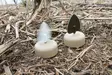 MOJO Dove a Flicker (4-pack) - Lockande bilder / -diagram - 0816740003818 - 2
