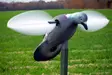 MOJO Pigeon - Lockande bilder / -diagram - 816740002828 - 3